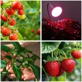 Biała żarówka LED  9W do uprawy roślin E27 do wzrostu doświetlania8.jpg