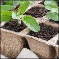 Doniczki torfowe 120 szt. tacki biodegradowalne na rozsadowe sadzonki 7.jpg