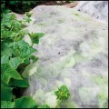 Agrowłóknina biała wiosenna 1,6x50m,30 gm2 do okrywania roślin, flizelina 5.jpg