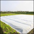 Agrowłóknina biała wiosenna 1,6x50m,30 gm2 do okrywania roślin, flizelina 9.jpg