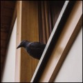 Stojący kruk,  odstraszacz, figurka przeciwko ptakom gołębiom na balkon ptaki gołębie (1)7.jpg