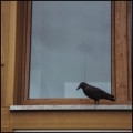 Stojący kruk,  odstraszacz, figurka przeciwko ptakom gołębiom na balkon ptaki gołębie (1)8.jpg