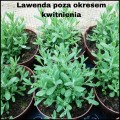Lawenda 12szt kwitnąca pachnąca anty komary mrozoodporna sadzonka doniczka2.jpg
