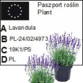 Lawenda w doniczce 9 sztuk , sadzonka lawendy odstraszacz komarów, pakiet1.jpg