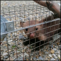 Żywołapka 65x20x21cm na kuny szczury humanitarna pułapka na gryzonie klatka5.png
