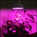 Lampa 20W 200LED do wzrostu roślin uprawa booster przyśpieszacz + żarówka (7).jpg