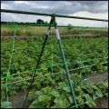 Zestaw tyczek do roślin i łączników 11mm 120×80cm siatka do pnączy opaski (10).jpg